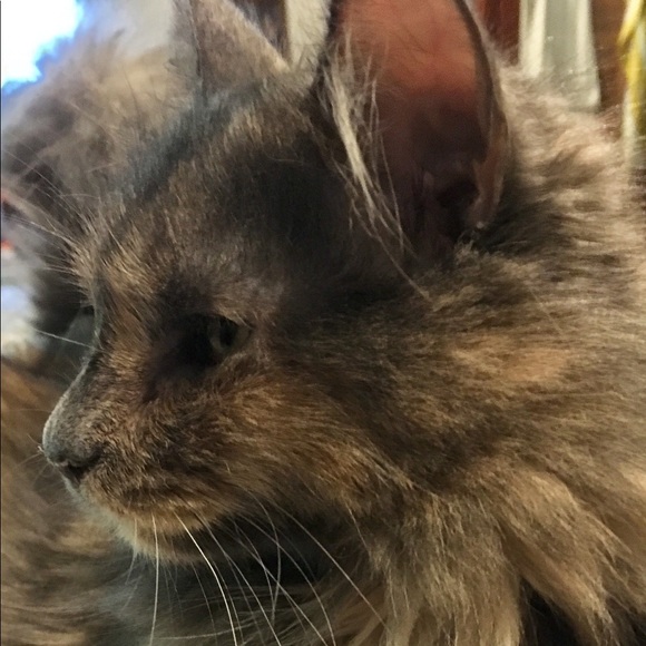 Mystie the Cat aka "Little Kitty" mom's lil helper - Picture 3 of 4